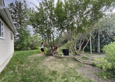 Backyard Tree Removal