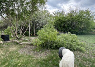 Backyard Tree Removal - Luke Supervising