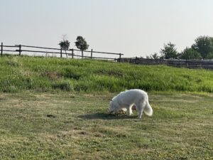 Luke on the Freshly Cut Grass Looking for Moles