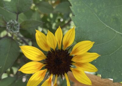 Common Sunflower July 2023