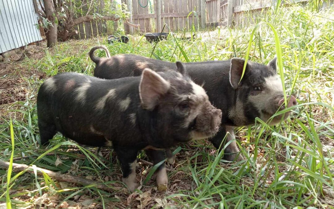 Welcome Hamlet and Wilbur