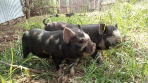 Kune Kune Pigs - Hamlet & Wilbur