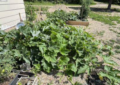 Vegetable-Garden-July-2023
