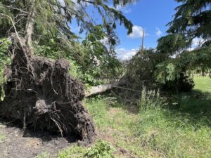 White Spruce Tree Fallen - July 2, 2023 Storm