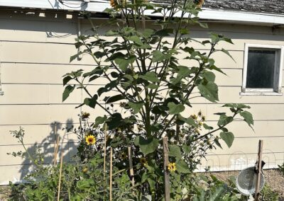 Massive Sunflower Plant