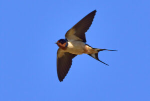Barn Swallow - Streamstown, Alberta