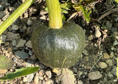 Fuzzy Gourd
