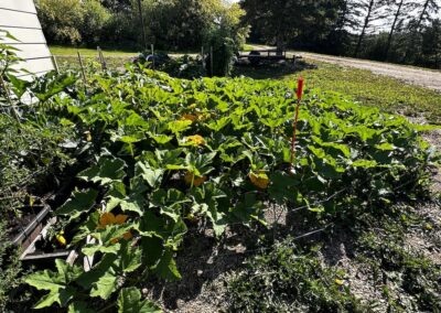 The Pumpkin Takeover