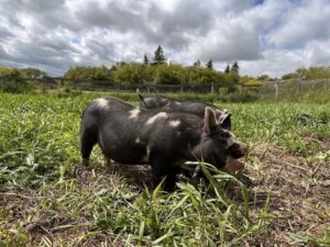 Hamlet and Wilbur on the Range