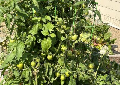 Tomato Plant