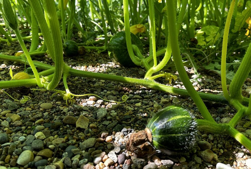 Summer 2023 Coming to a Close