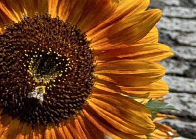 Sunflower Bee Pollination