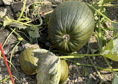 Sweet Baking Pumpkins and 1 Big One