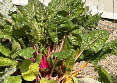 Swiss Chard
