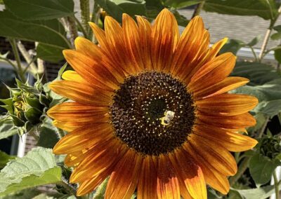 Common Sunflower - Bee Feasting