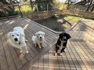 Family Guardians Oct 2023