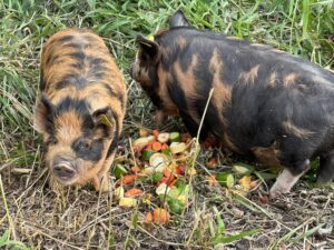 Kune Kune Pigs - Prudence & Petunia 2023