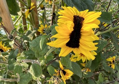 Prairie Sunflower - Odd Shaped Sunflower