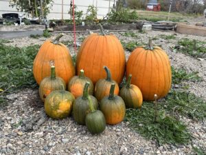 Pumpkin Harvest 2023