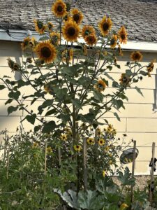 Sunflower Plant - Fall 2023