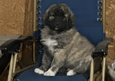 Chewie Has Taken Posession of this Garden Chair