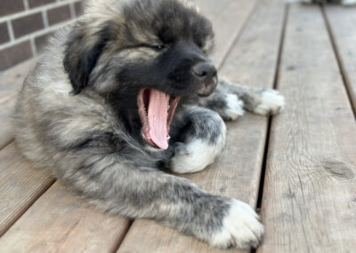 Chewie Having a Tough Day on Guard Duty