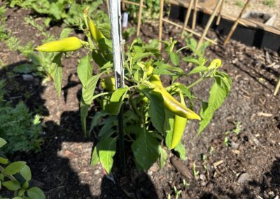 Alter Ego Hot Pepper Plant