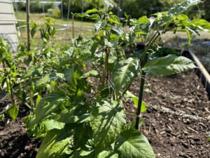 Carolina Reaper Plants