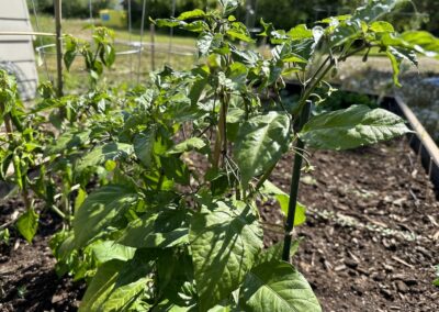 Carolina Reaper Plants