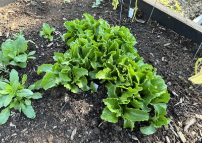 Green Leaf Lettuce
