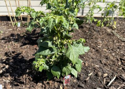 Red Habanero Pepper Plant