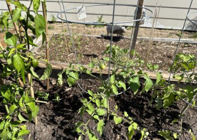 Tumbler Tomato Plant