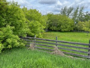 June 2024 Pasture Pic