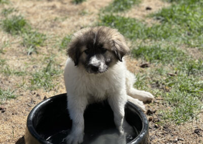 Rey Going for a Dip in the Water Dish
