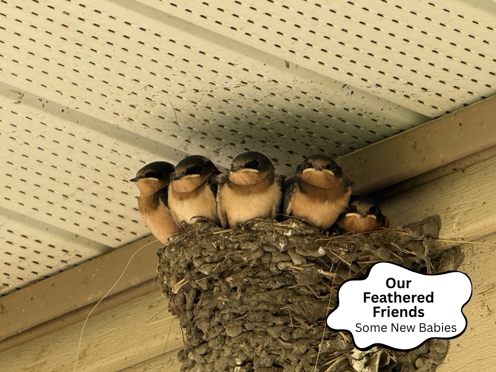 New Life - Barn Swallow Babies