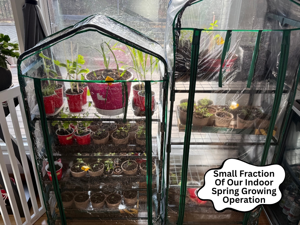 Spring Growing Indoors
