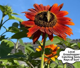 Grasshopper Sunbathing on Sunflower